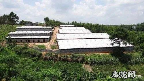 几十万养蛇户的呼声:野味禁令,请不要一刀切