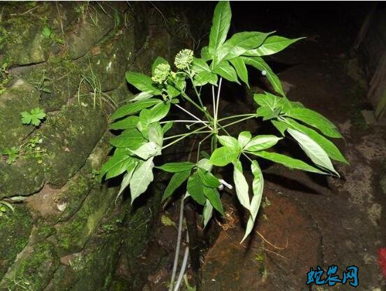 人参会跑吗?长白山真正的野人参会跑吗?
