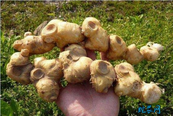 黄精的种植技术