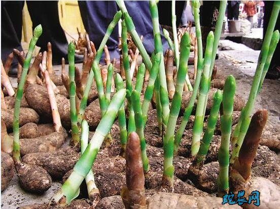 天麻种子种植技术