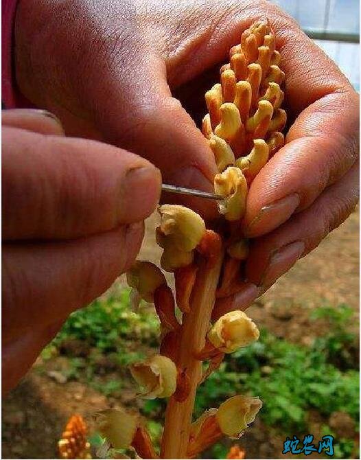 天麻的种子是什么样图片