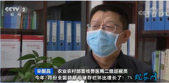 生猪生产保持良好恢复势头!