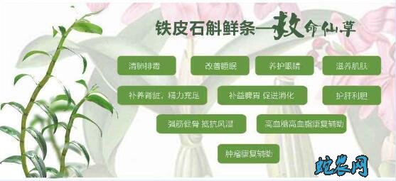 石斛的功能、石斛的功效与作用!