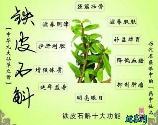 石斛的功能、石斛的功效与作用!