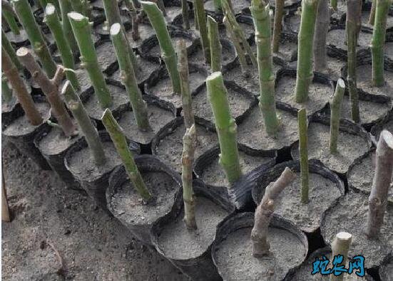 无花果种植技术