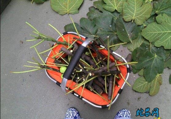 无花果种植技术
