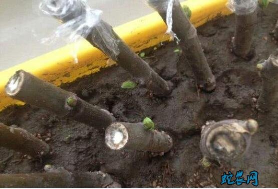 无花果种植技术