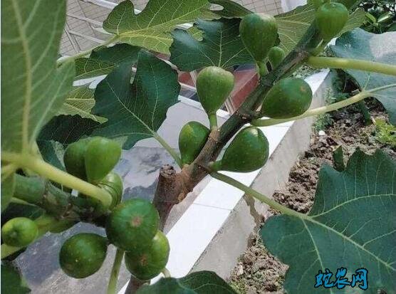 无花果怎么种植