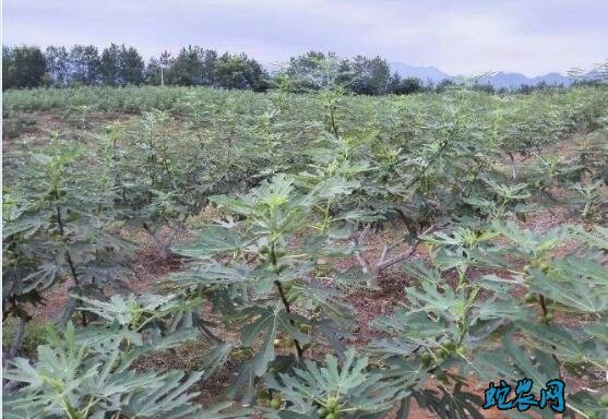 无花果怎么种植