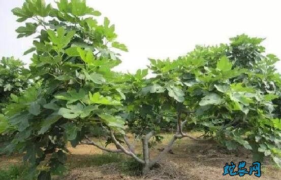 无花果怎么种植