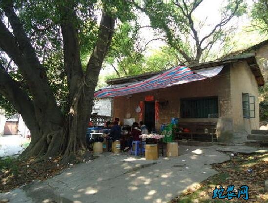 农村俗语“门前不栽树,屋后不开窗”是什么意思?