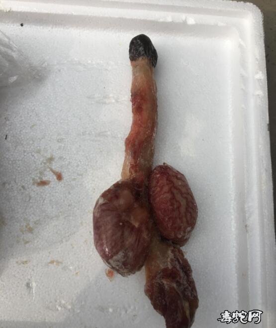 驴鞭驴鞭图片驴鞭的功效与作用