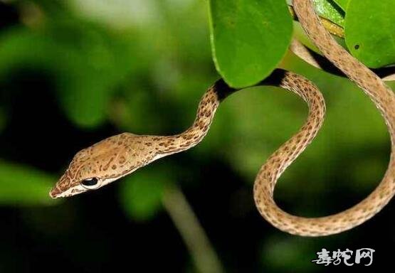 七月蜂、八月蛇、九月的黄鳝惹不得是什么意思?