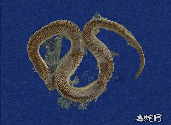 水蛇/铅色水蛇标本图片1