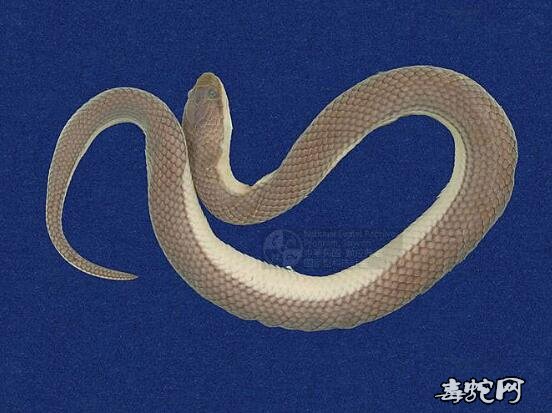 水蛇/铅色水蛇标本图片2