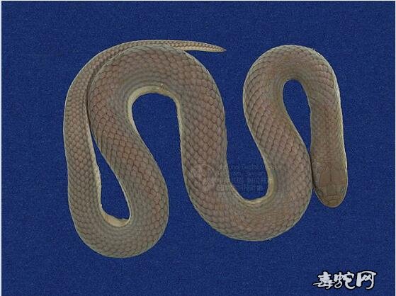 水蛇/铅色水蛇标本图片3