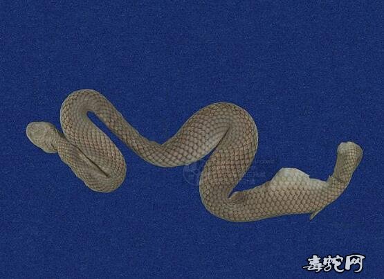 水蛇/铅色水蛇标本图片4