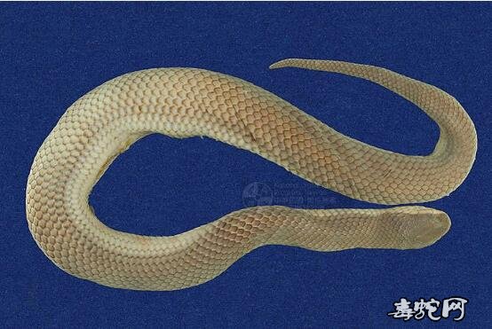 水蛇/铅色水蛇标本图片5