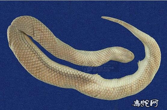 水蛇/铅色水蛇标本图片6
