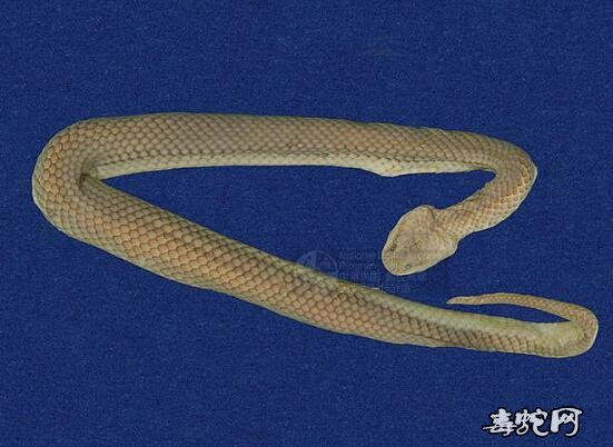 水蛇/铅色水蛇标本图片7