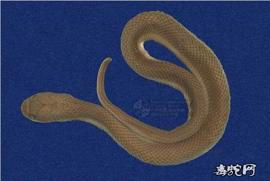 水蛇/铅色水蛇标本图片