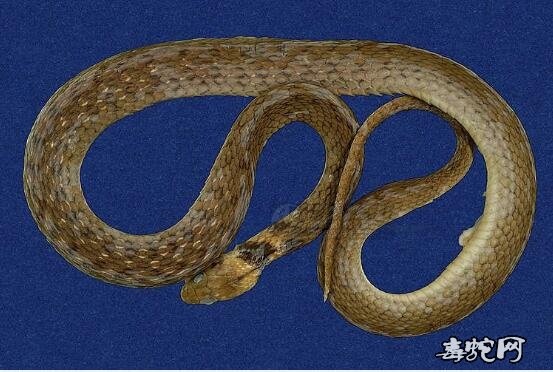 台湾颈槽蛇/斯文豪氏游蛇标本图片5