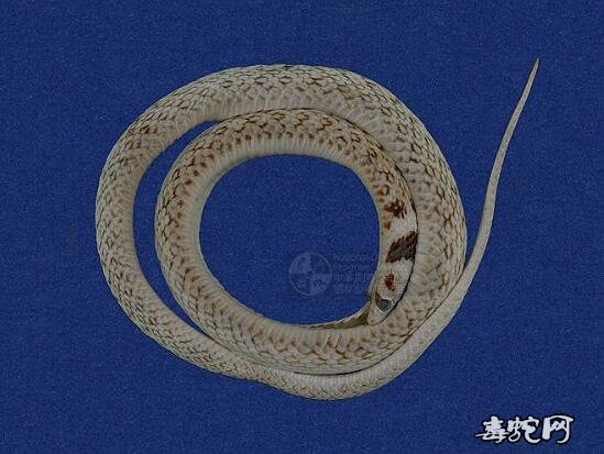 台湾颈槽蛇/斯文豪氏游蛇标本图片1