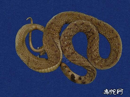 台湾颈槽蛇/斯文豪氏游蛇标本图片2