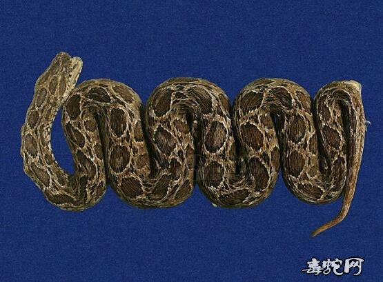 锁蛇/圆斑蝰标本图片6