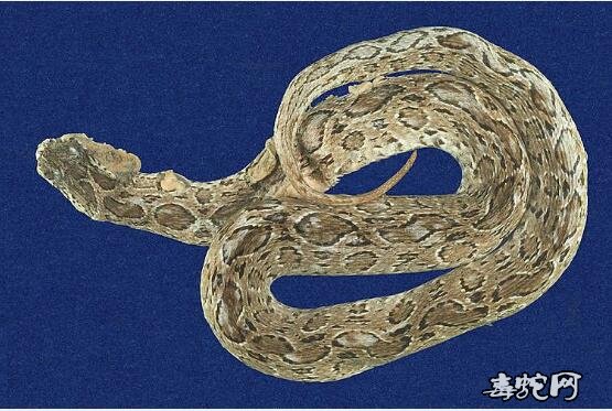 锁蛇/圆斑蝰标本图片7