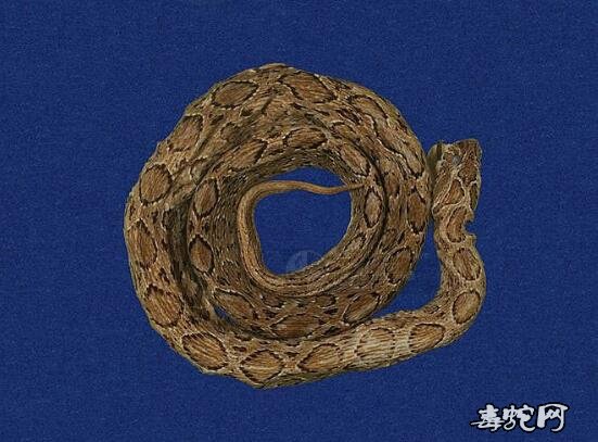 锁蛇/圆斑蝰标本图片1