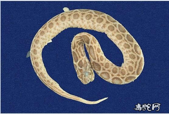 锁蛇/圆斑蝰标本图片2
