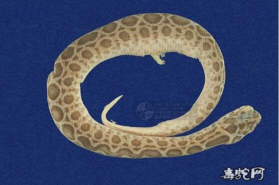 锁蛇/圆斑蝰标本图片3