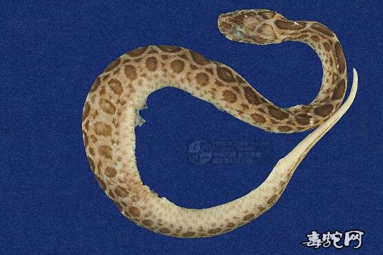 锁蛇/圆斑蝰标本图片4