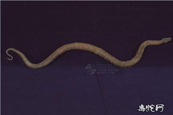 锁蛇/圆斑蝰标本图片8