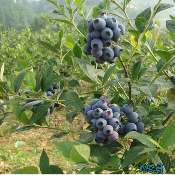 蓝莓树图片