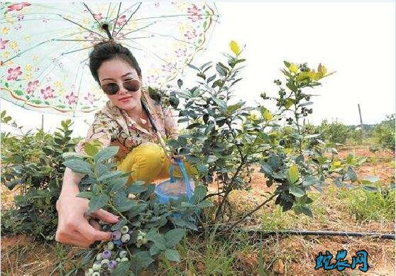 蓝莓树图片11