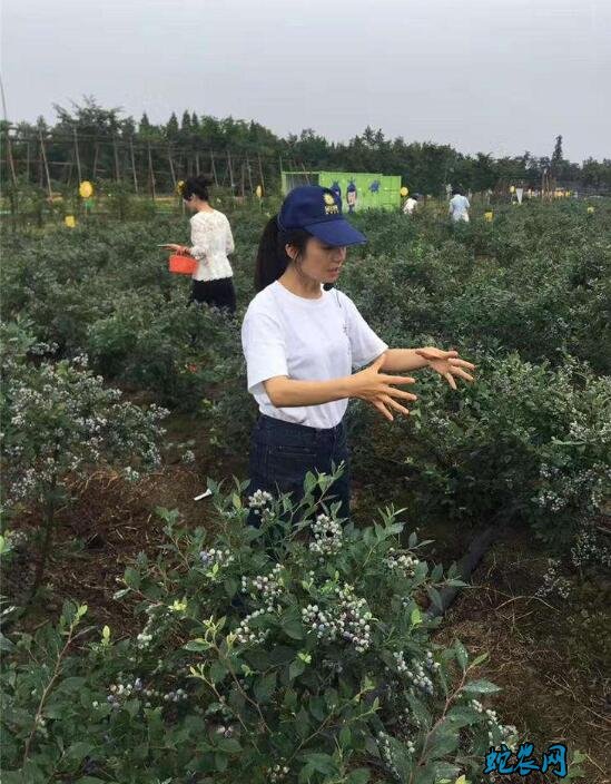 蓝莓树图片12