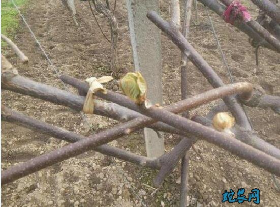 弥猴桃的种植技术