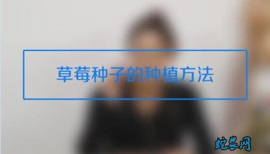 草莓种子的种植方法和技术