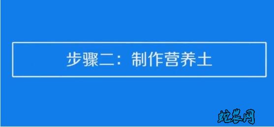 草莓种子的种植方法和技术