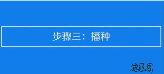 草莓种子的种植方法和技术