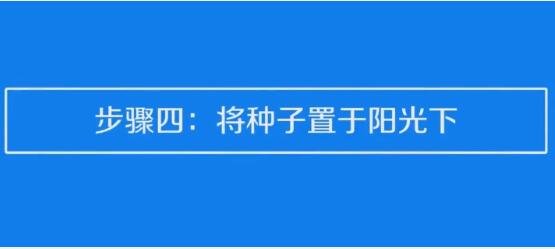 草莓种子的种植方法和技术