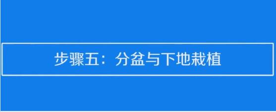 草莓种子的种植方法和技术