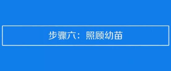 草莓种子的种植方法和技术