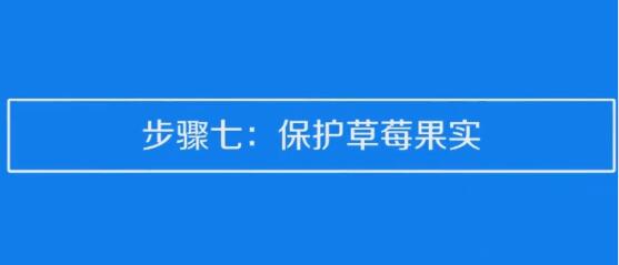 草莓种子的种植方法和技术