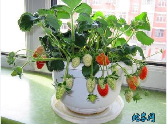 草莓什么时候种