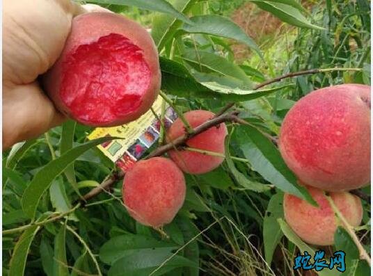 桃子品种介绍图片大全