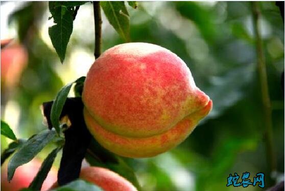 桃子品种介绍图片大全