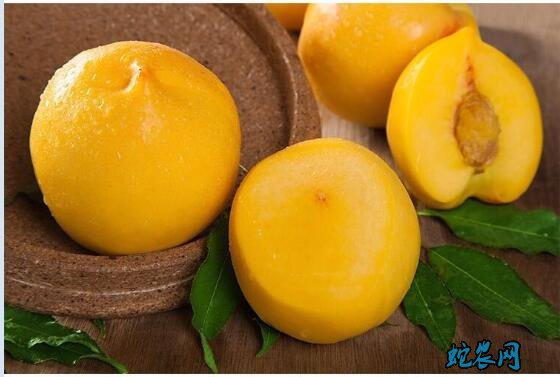 桃子品种介绍图片大全